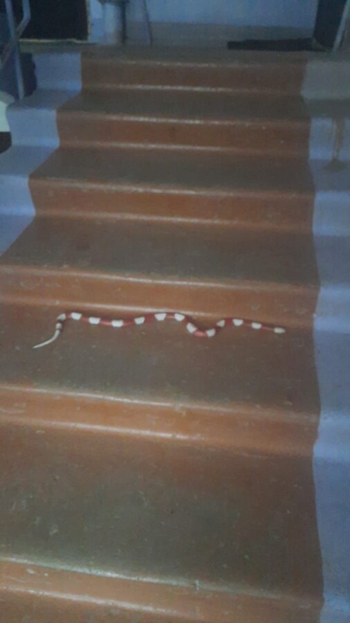 Страх-то какой: змея покинула хозяина и вышла на прогулку в костромской подъезд