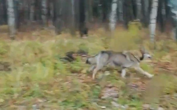 «Волчара конкретный»: костромичи обсуждают жуткого зверя в парке «Берендеевка»