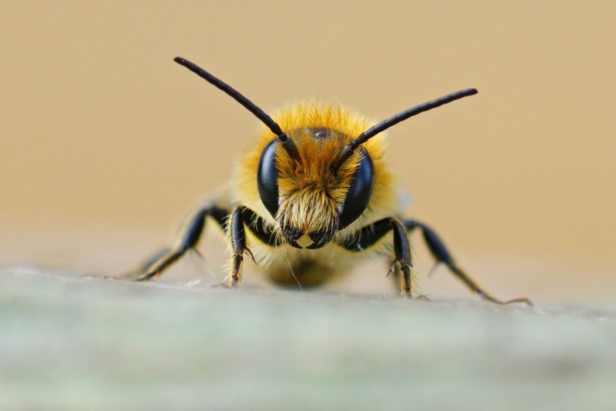 Костромичам расскажут о конце света из-за пчел