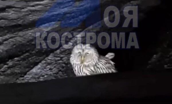 Сонная сова перекрыла движение в Костроме