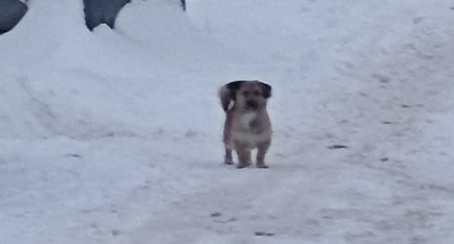 Маленький пес держит в страхе целый район в Костроме