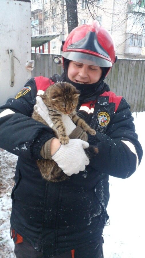 Новогоднее чудо: полосатого котика спасли в Костроме