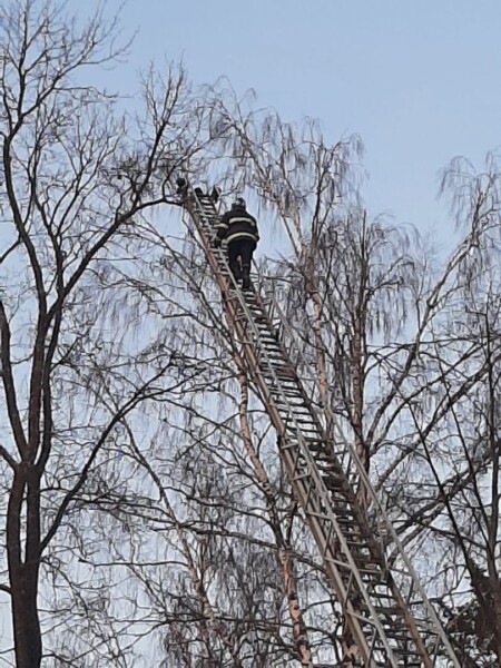 Костромским спасателям пришлось два раза выезжать к одной кошке