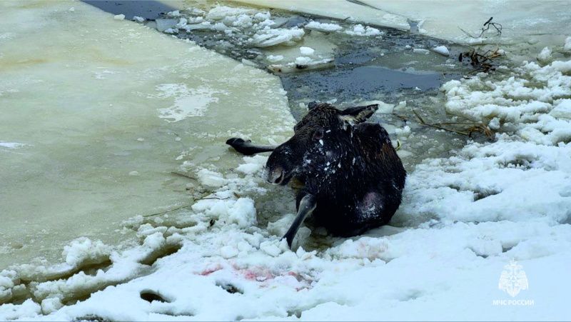 Лосиха провалилась под лед и погибла под Костромой: видео