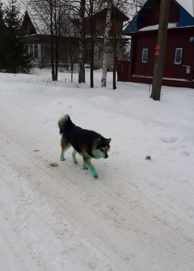 Зеленого пса на самовыгуле обнаружили под Костромой