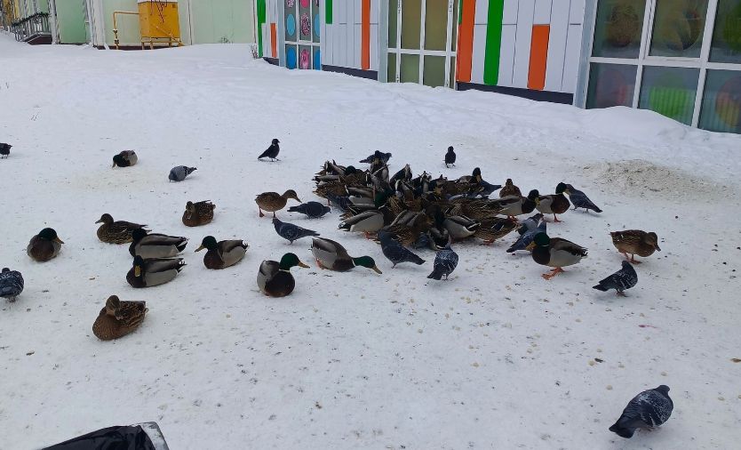 Утки в Костроме атаковали супермаркет