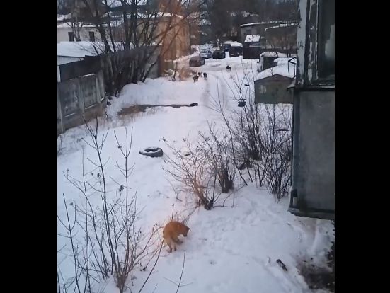 Пока люди отсыпаются: стая собак оккупировала центр Костромы