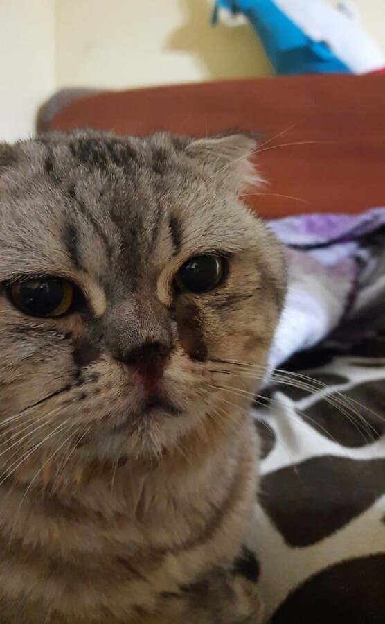 Кота оставили без носа после свидания с кошечкой в Костроме