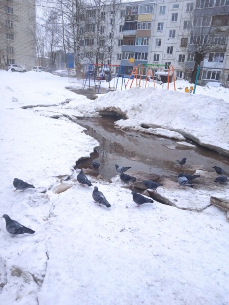 Бассейн для голубей и суровых детей открыли в Костроме