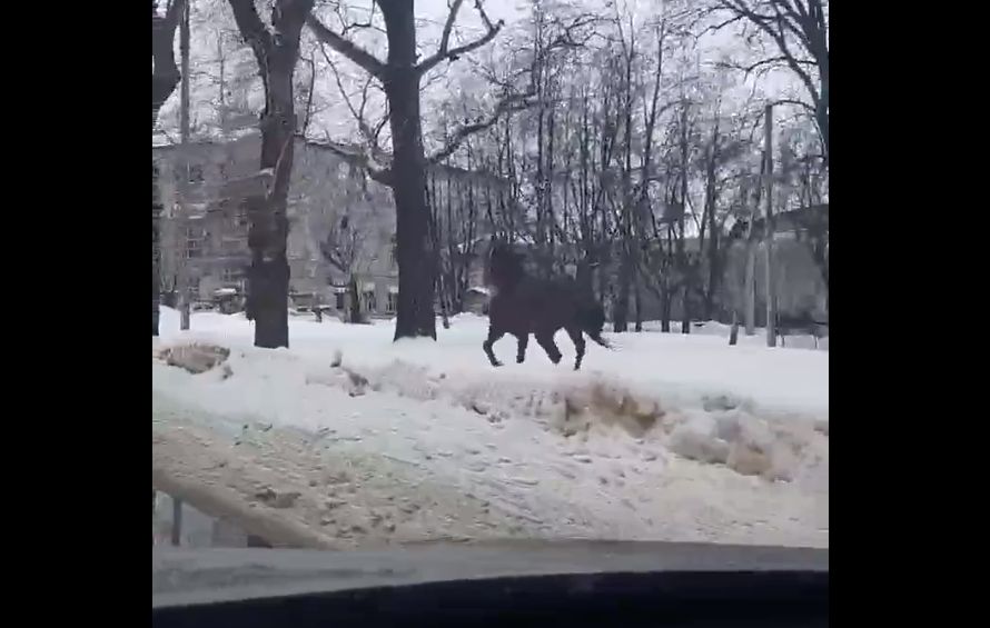 Отпрыгиваем: лошадь пугает костромичей быстрыми пробежками по тротуарам