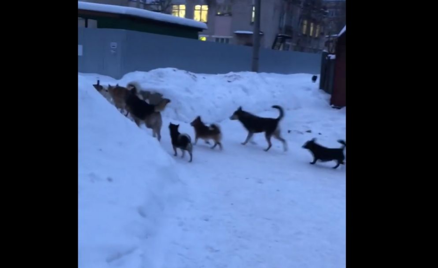 Стая злющих собак оккупировала детский сад под Костромой