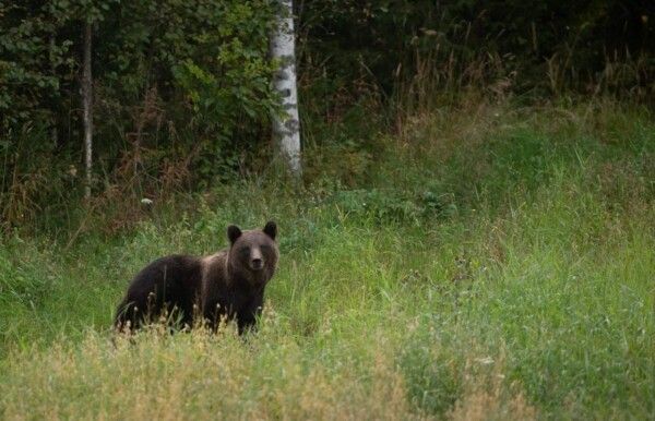 Костромичей приглашают стать экскурсоводами среди бобров и медведей