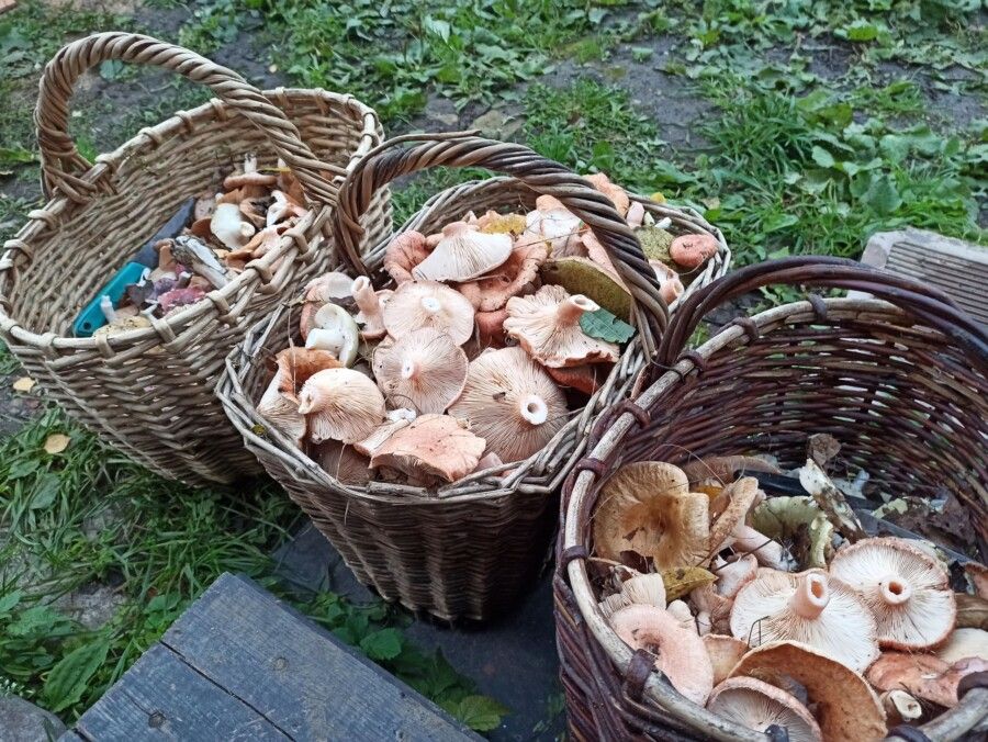 Грибы заставили костромича бродить по лесу до рассвета