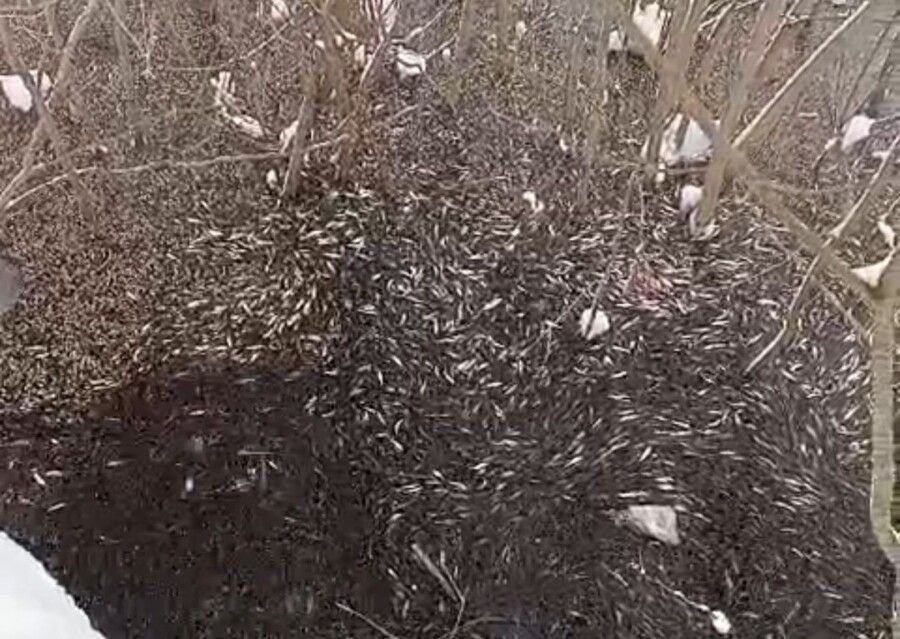 Чиновники прокомментировали массовую гибель рыбы в Костроме