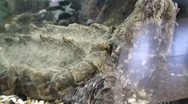 Черепаху-убийцу обнаружили в Костроме: видео