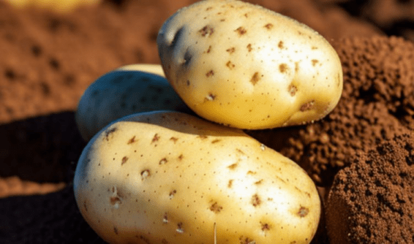 Элитный картофель из Костромской области поехал размножаться в Европу
