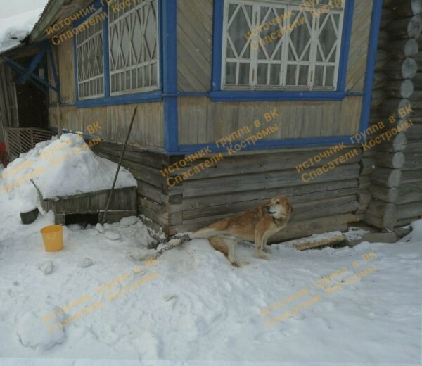 Костромские спасатели нашли способ успокоить очень громкую собаку