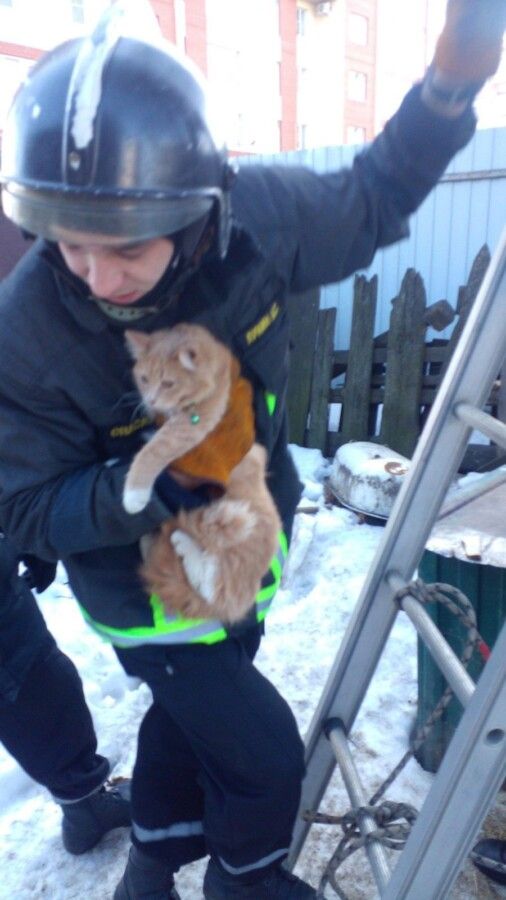 Спасатели сняли с высокого дерева рыжего малыша в Костроме