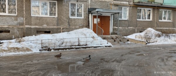 Весна пришла: упитанные утки вальяжно ходят по улицам и дворам Костромы