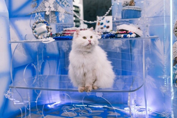 Елкин кот: любимый питомец костромской Снегурочки отказался пить молоко