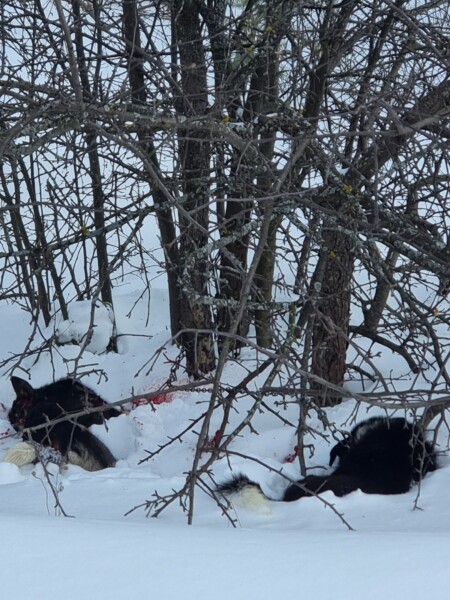 Полиция рассказала, кто жестоко убил собак под Костромой
