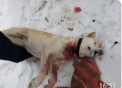 Новый случай: под Костромой продолжают жестоко убивать собак