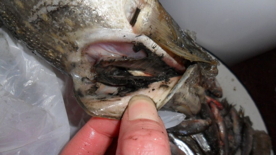Кучу мертвой рыбы с черной жижей внутри обнаружили в Костроме