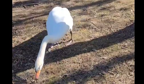 Трудолюбивый белый лебедь активно принимал участие в субботнике в Костроме