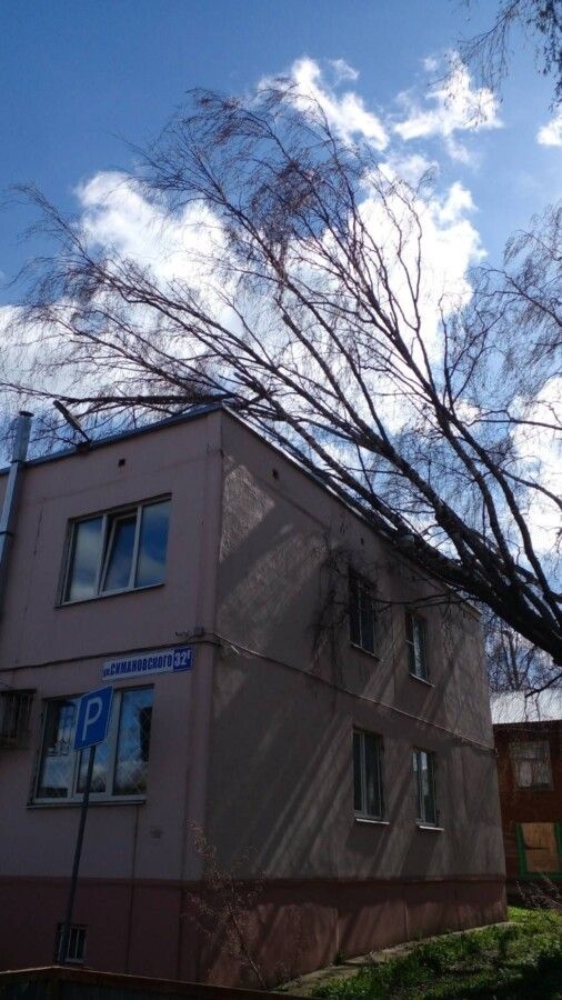 Деревья начали массово падать после введения особого режима в Костроме