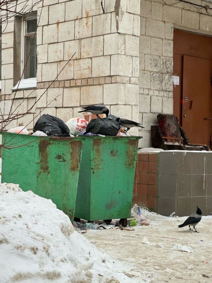 Вороны-мусороносы решают наболевшую проблему в Костроме