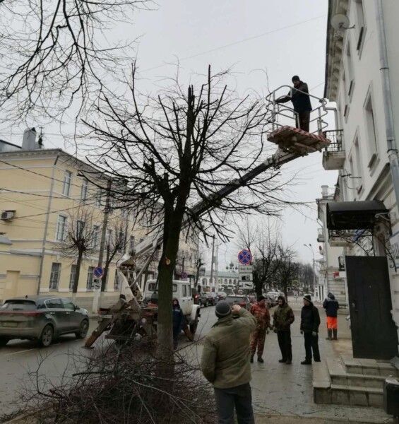 Деревья массово рубят в Костроме: за что?