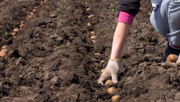 Сотни костромичей получат бесплатную землю под картошку