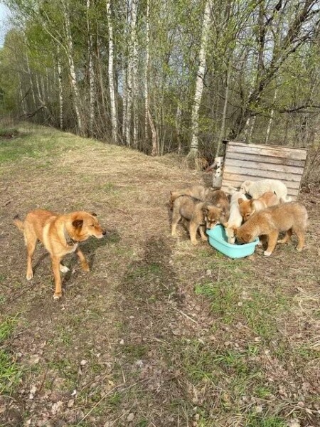 Тащили по дороге: собаку с 9 щенками пытались жестоко убить в Костроме