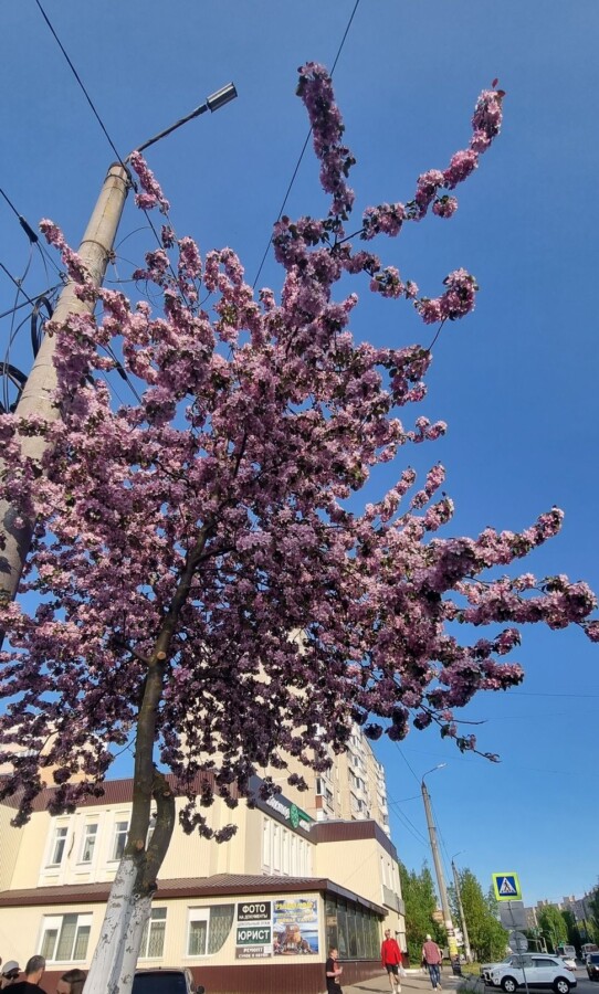 Как сакура: розовая яблоня стала достопримечательностью Костромы