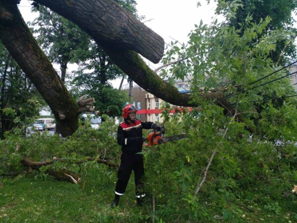 Большое дерево рухнуло в центре Костромы