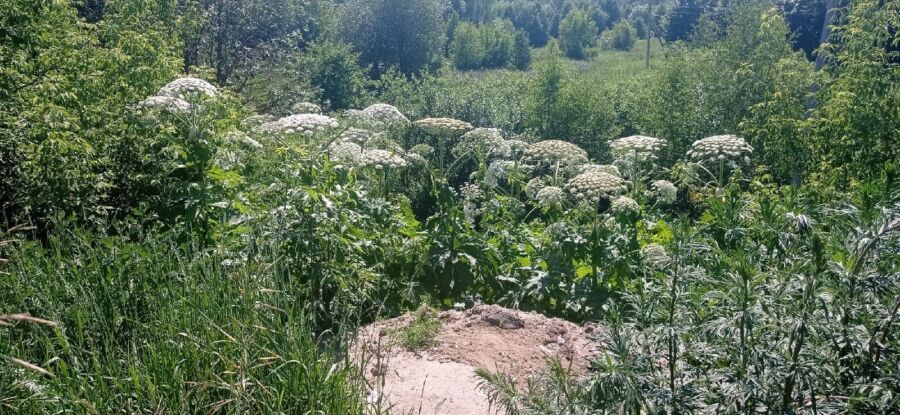 Ядовитый сорняк уничтожают в Костромской области