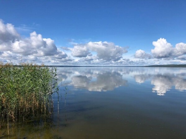 Древнее костромское озеро начинают учить самоочистке