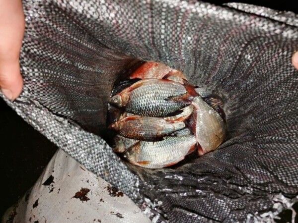 Нервный костромич с двумя мешками рыбы сдал себя полицейским с потрохами