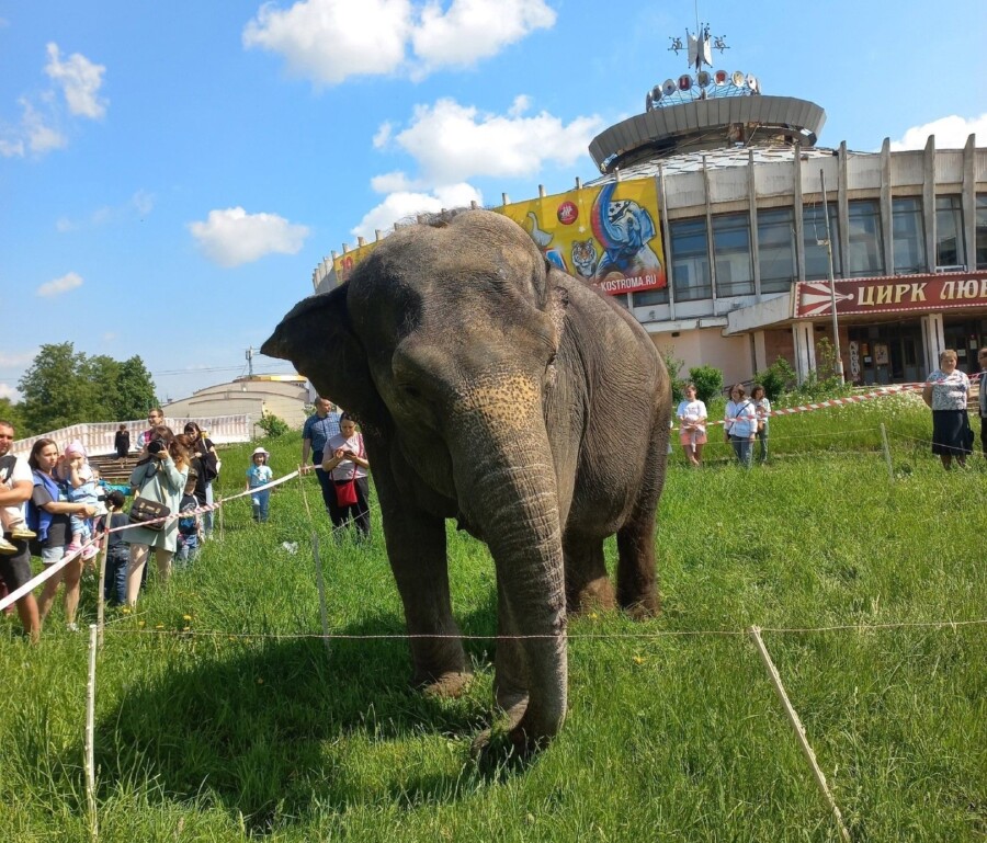 «Что за веточки?»: костромичи шокированы ограждением слона в центре города