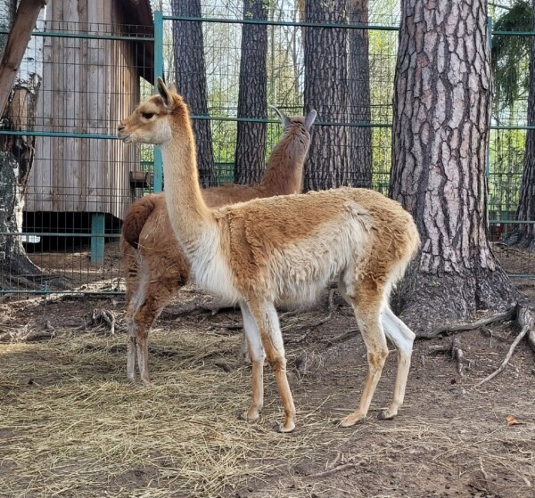 Костромской зоопарк объяснил ободранный вид своих животных