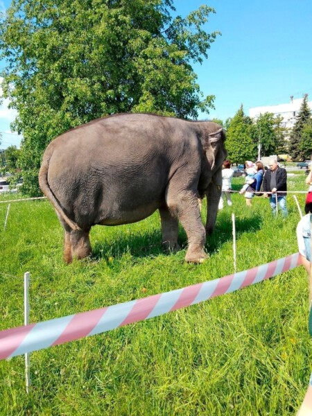 Слон прогулялся в центре Костромы