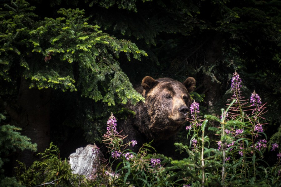 Гуляющего медведя заметили на трассе под Костромой