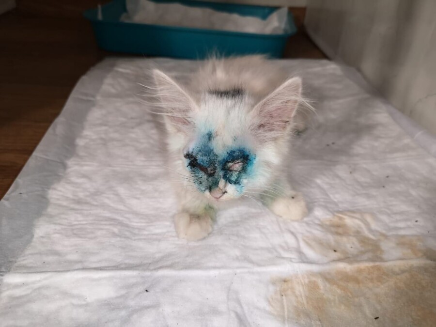 Котенок без глаз шокировал волонтеров приюта под Костромой