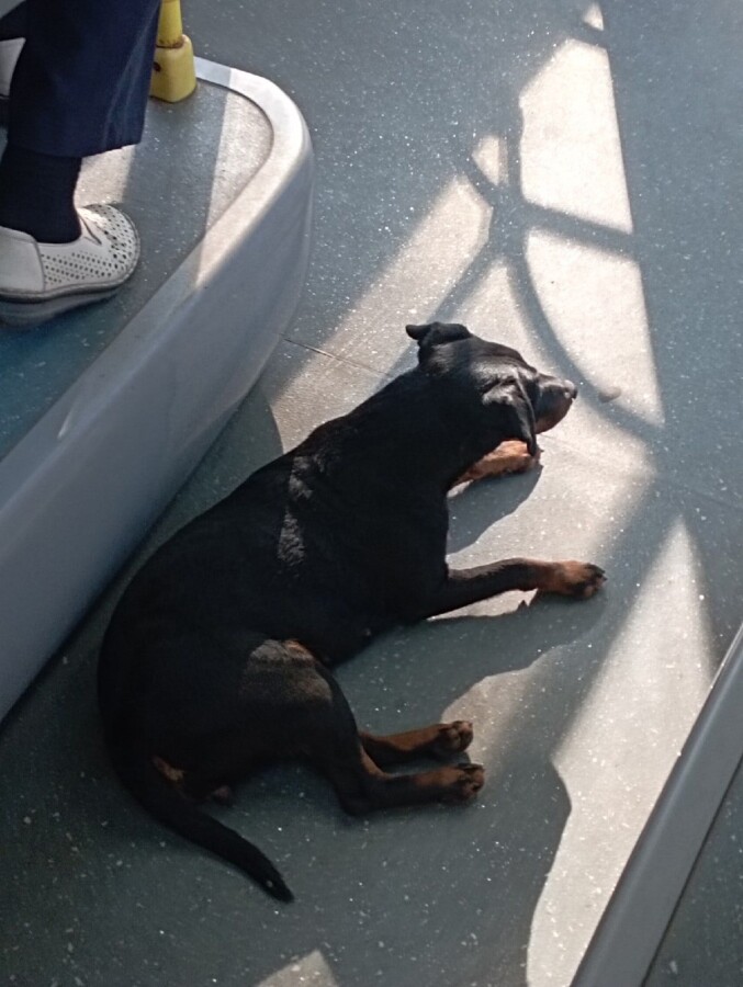 Собака протестировала бесплатные пересадки в автобусах Костромы