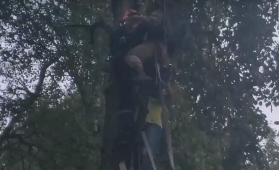 Унесенную ветром девушку достали с дерева в Костроме