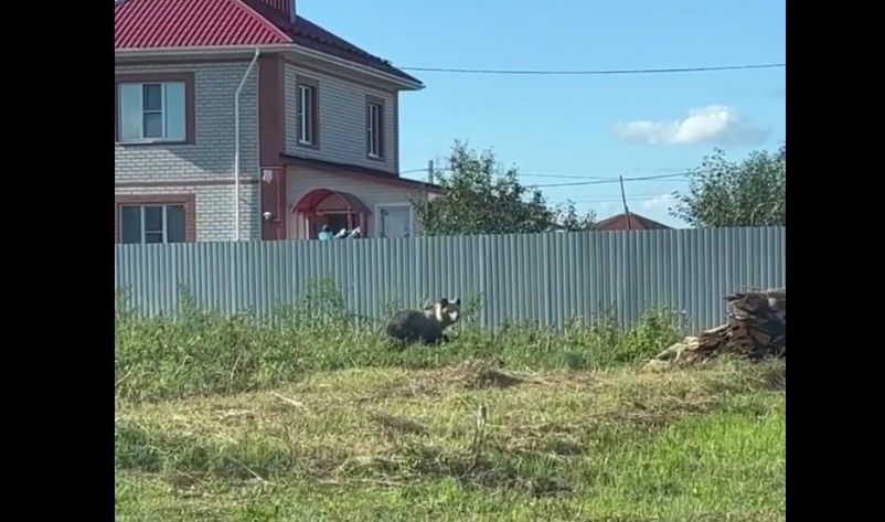 Горожане: медведь из леса вышел по направлению к Костроме