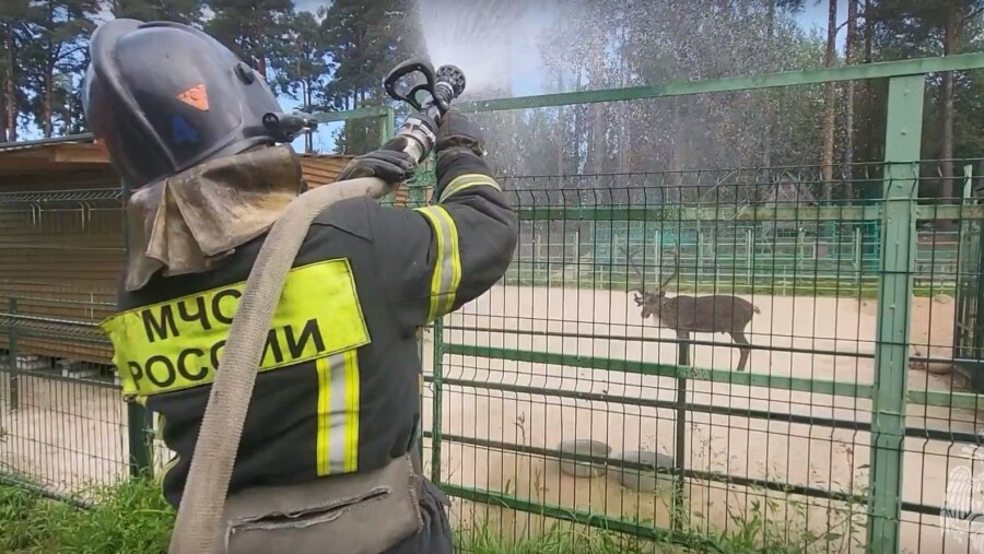 Спасли от жары: пожарные окатили водой зоопарк в Костроме