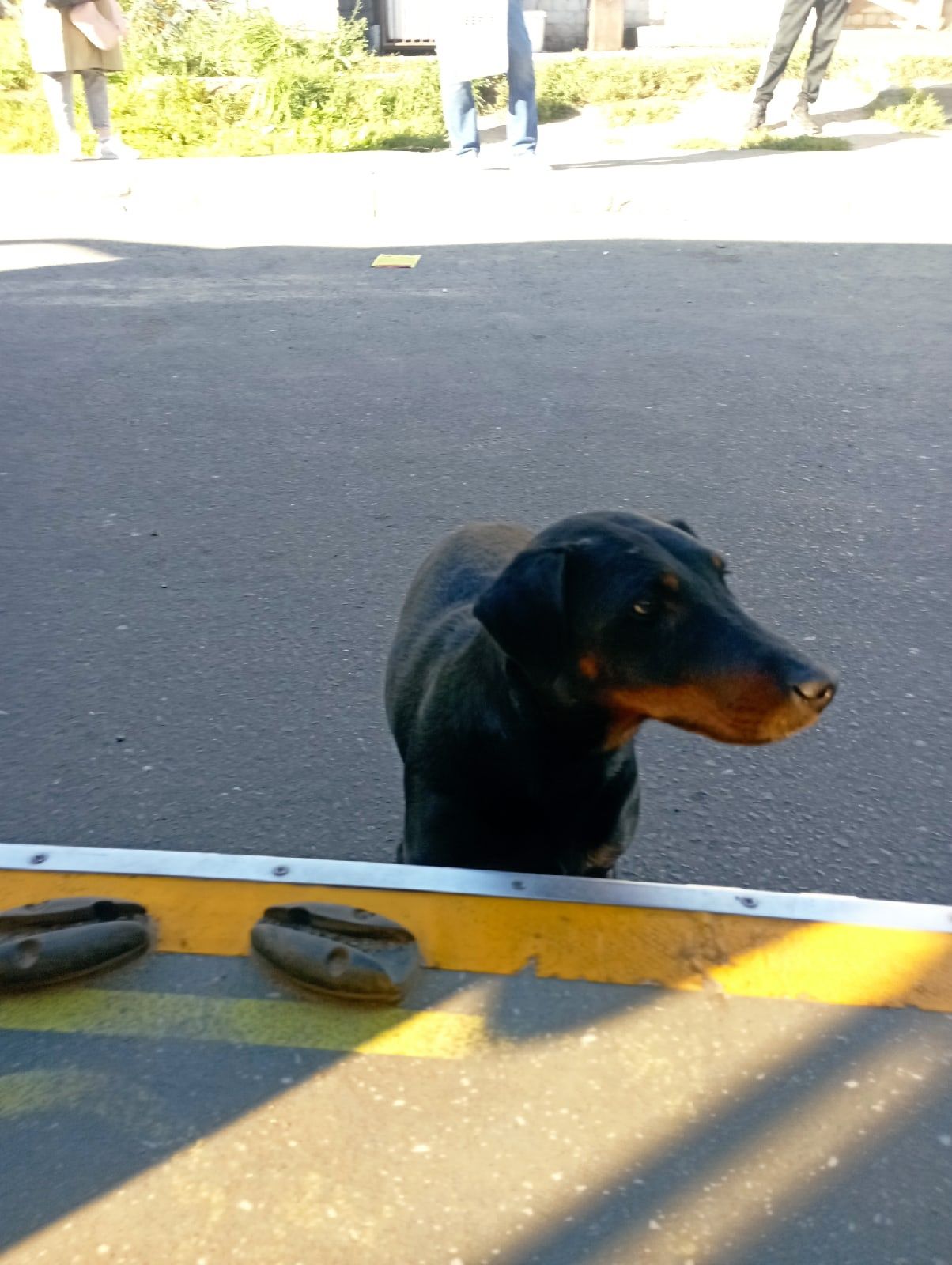 Собака протестировала бесплатные пересадки в автобусах Костромы