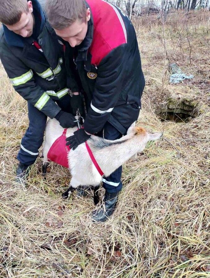 Любимая коза костромички распоясалась и стала альпинисткой