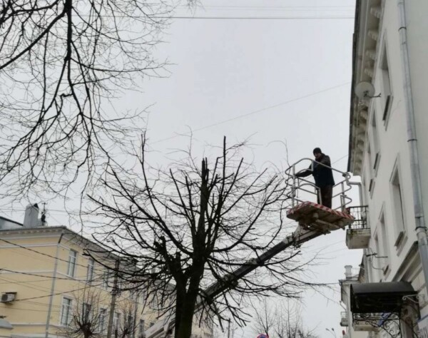 Деревья в Костроме начали валить из-за дупел и грибов